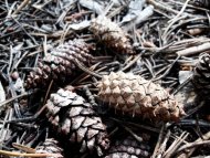pinecones