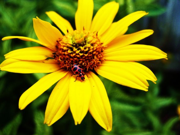 Click to view original image