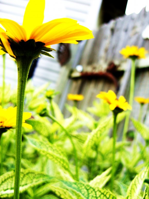 Click to view original image