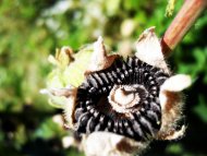 seeds