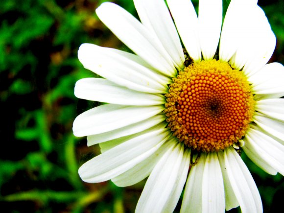 Click to view original image