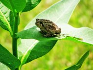 Mr.Toad