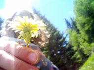 Flower in the sunshine :)