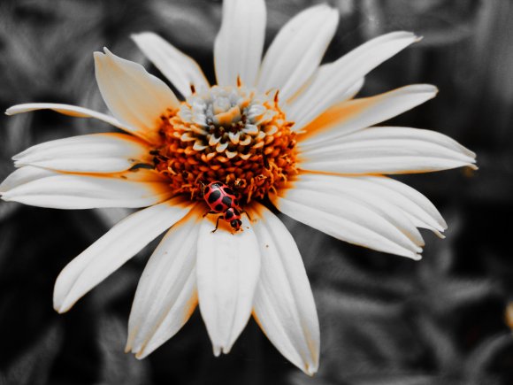 Click to view original image