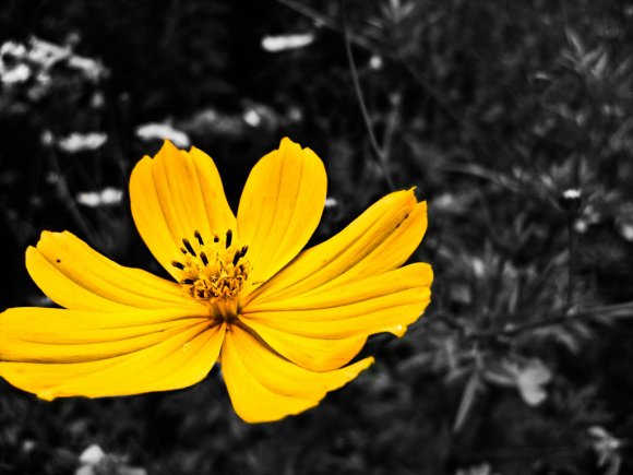 Click to view original image