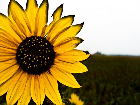 Click to view original image
