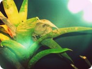 Ribbit. :)