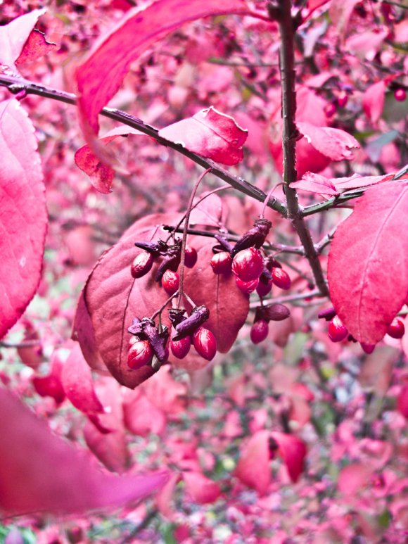 Click to view original image