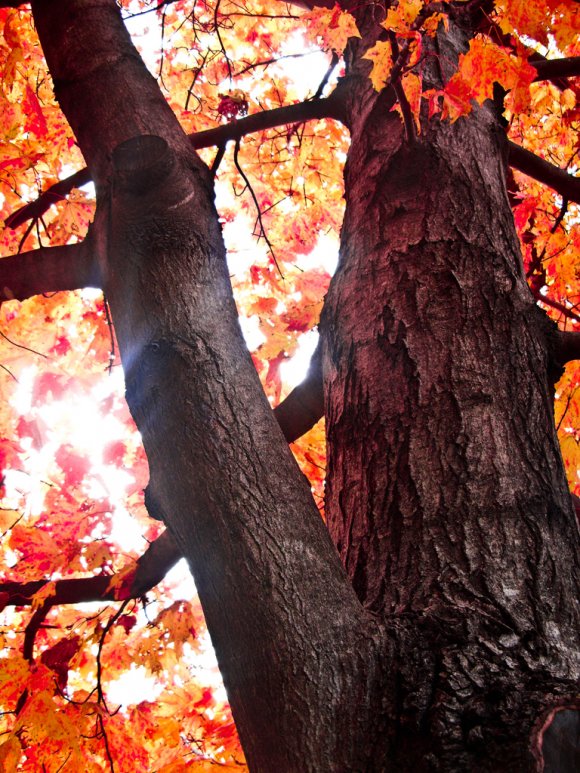 Click to view original image