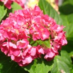 pink flower