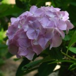 purple flower