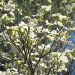 dogwood tree