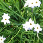 flowers from above