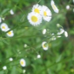 little flowers