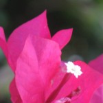 pink flower 2