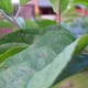 Close up On Leaves