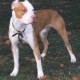 american-pit-bull-terrier-0013.jpg