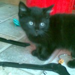 my kitten angel hes so adorable