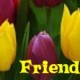 YellowPurpleTulips_th.jpg