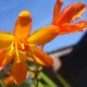 orange flower