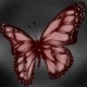 I love Butterflies