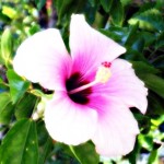 pynkhibiscus.jpg