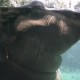 hIpPo...O_o