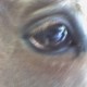 Bellas eye.jpg