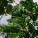 quercus robur