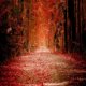 Autumn_Road-1[1].jpg