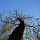 Arbol Escapando