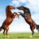 europe-horses.