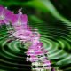 Green Willow Tree vibrational essences.jpg