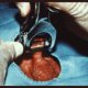 THE ABUSE OF ROUTINE INFANT CIRCUMCISIO